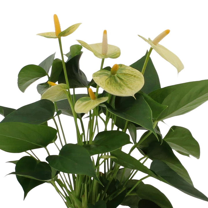 Anthurium andreanum Vanilla incl. PURE mand - 45cm - Ø12