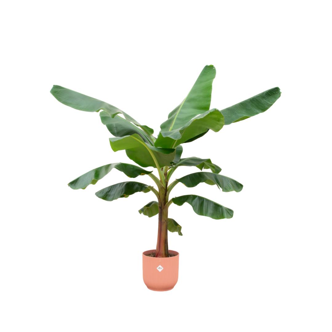 Combi deal - Bananenplant (Musa) inclusief elho Vibes Fold Round roze Ø30 - 150 cm