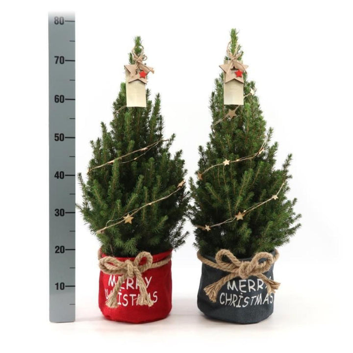 Kleine Kerstboom in Xmas Bag rood + Sterverlichting inclusief batterijen  - ca. 70 cm hoogte - Picea glauca Conica