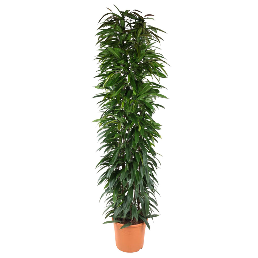 Ficus Alii King zuil - 200 cm - ø35