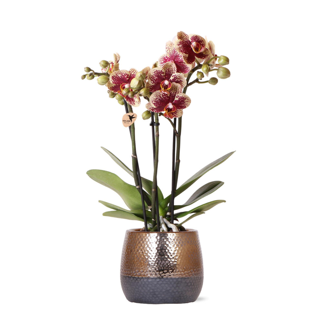 gelb rote Phalaenopsis Orchidee - Spanien + Elite Ziertopf Kupfer - Topfgröße Ø9cm - 40cm hoch | blühende Zimmerpflanze im Blumentopf - frisch vom Züchter