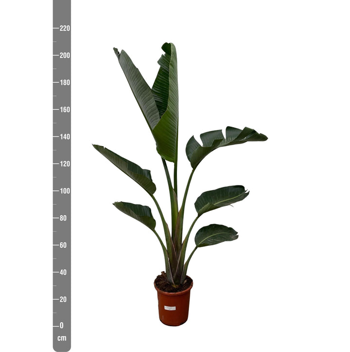 Strelitzia Augusta - 210cm - ⌀30