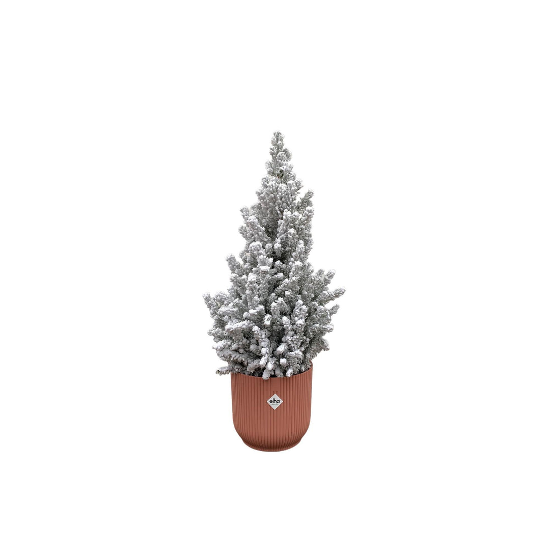 Combi deal - Picea Glauca met sneeuw (kerstboompje) inclusief elho Vibes Fold Round roze Ø22 - 60 cm
