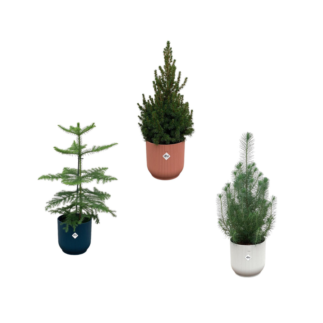 Kerstpakket - Araucaria (kamerden) + Pinus + Picea (kerstboompje) inclusief elho Vibes Fold Round kleurenmix Ø18-22 - 50-60 cm