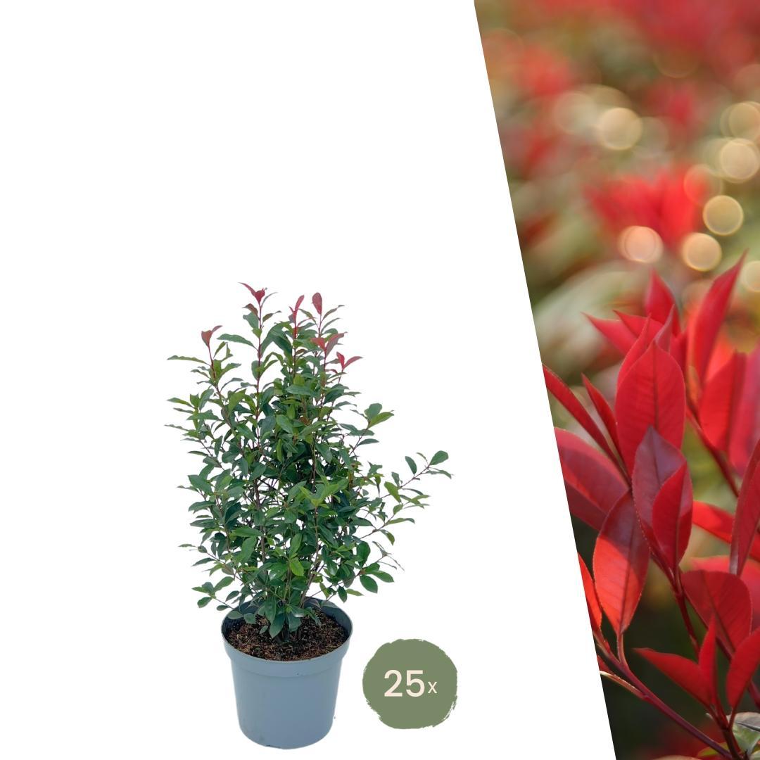25 Große Glanzmispel Carré Rouge Pflanzen für 10 laufende Meter Hecken | ↨ 80-100 cm im 12 Liter Topf