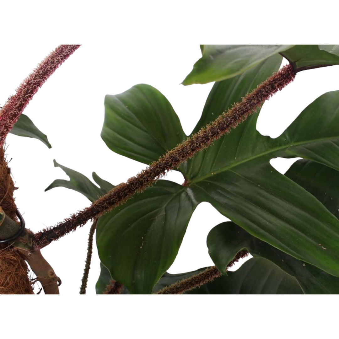 Philodendron Squamiferum mosstok - 150 cm - ø27