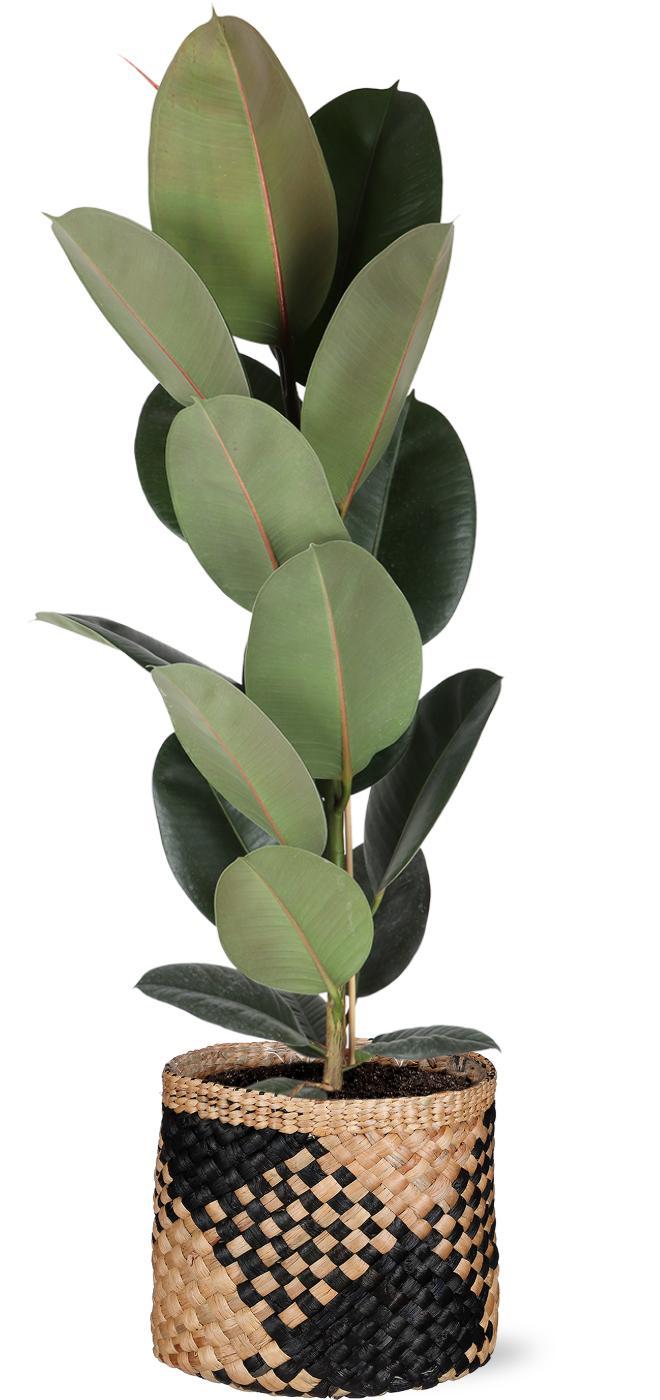 Ficus Elastica Robusta - Ø21cm - ↕90cm in Albury BLACK print mand