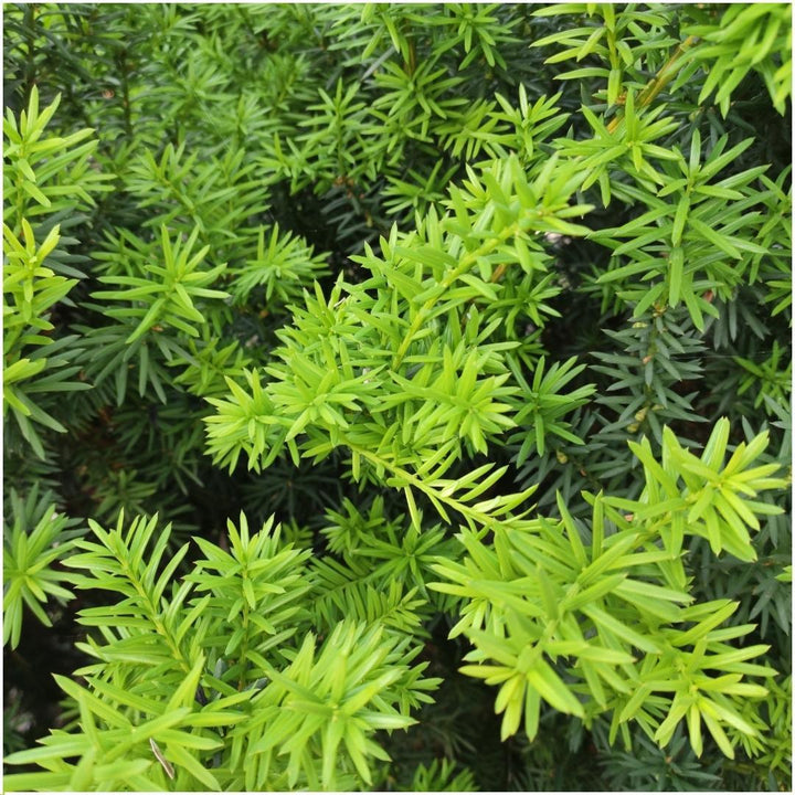 1 Meter Eibenhecke - Taxus media Farmen - Pflanzenset mit 6 winterharten Heckenpflanzen - Immergrüne Hecke - Direkt von der Gärtnerei geliefert