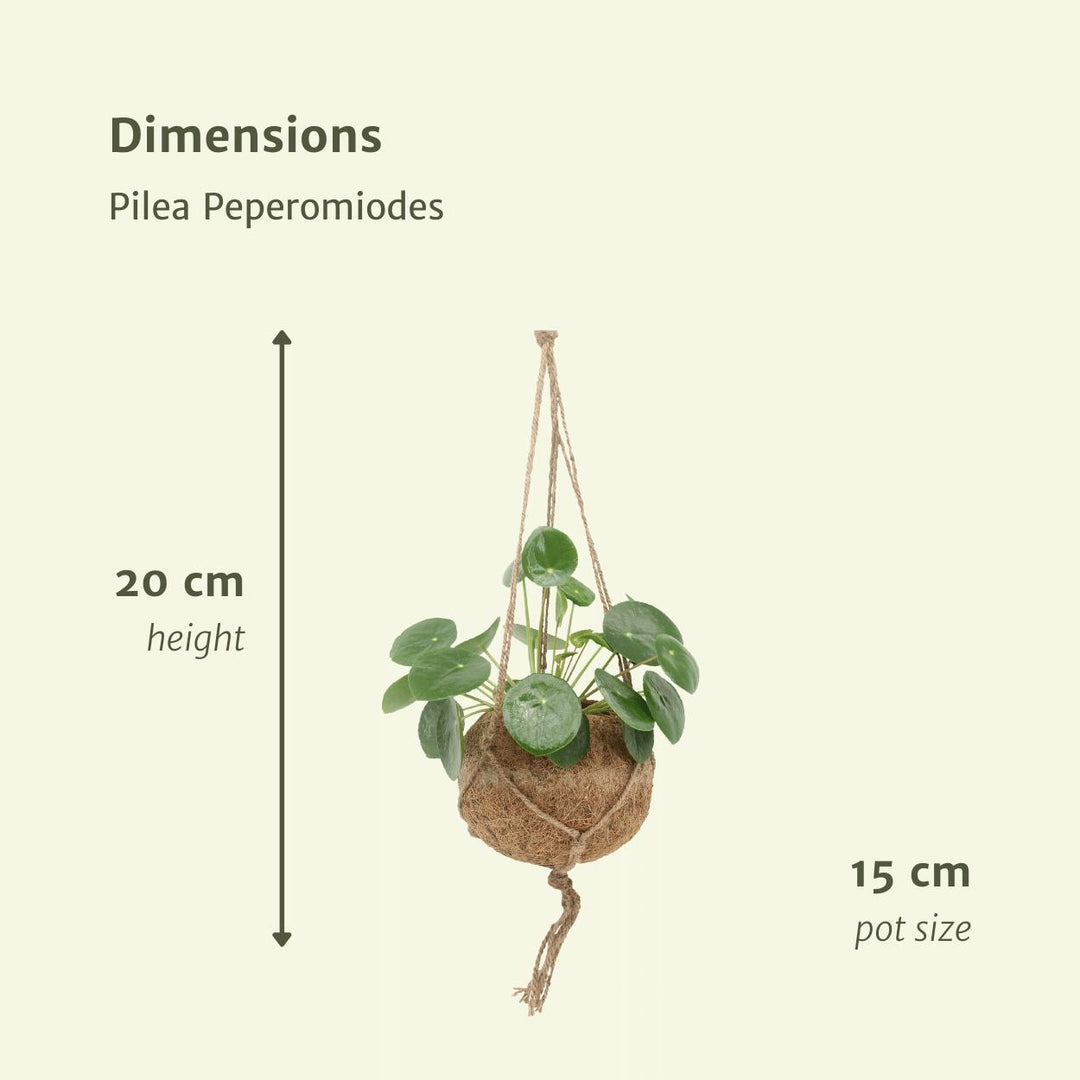 2x Kokodama Pilea Peperomiodes - Pfannkuchenpflanze - 20cm - ø15