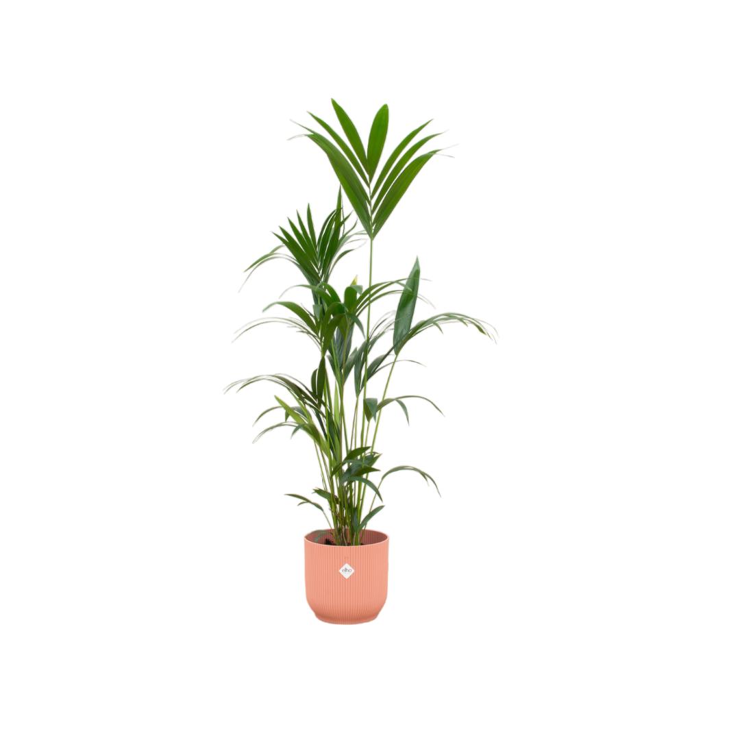 Combi deal - Kentia palm inclusief elho Vibes Fold Round roze Ø30 - 160 cm