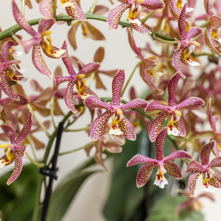 orange Phalaenopsis Orchidee - Spider - Topfgröße Ø9cm | blühende Zimmerpflanze - frisch vom Züchter