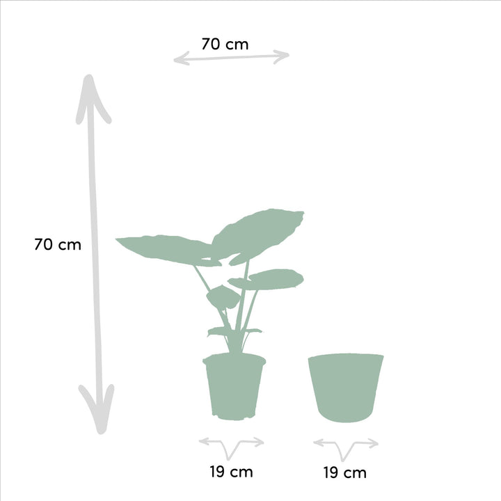 Alocasia Macrorrhiza + Körbchen Selin - ↨70cm - Ø19cm