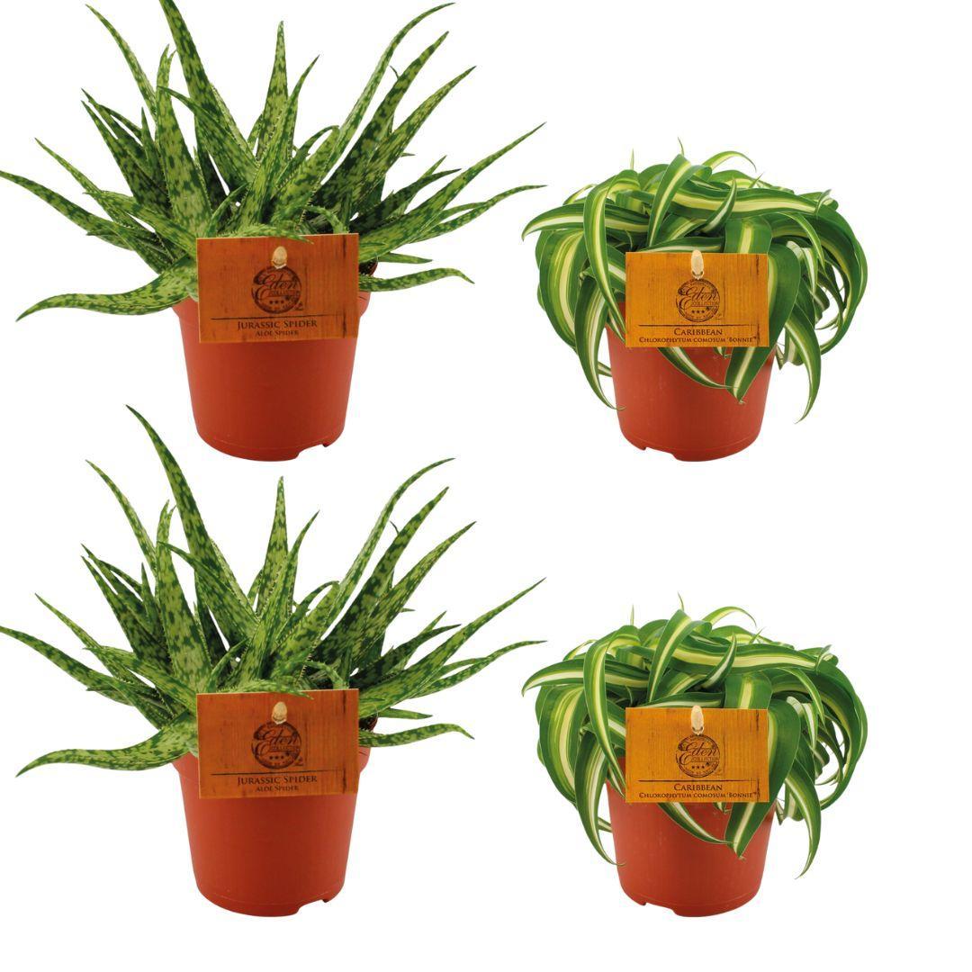 2x Aloe Spider + 2x Chlorophytum Bonnie - 4 stuks - Ø10.5cm - ↕10cm