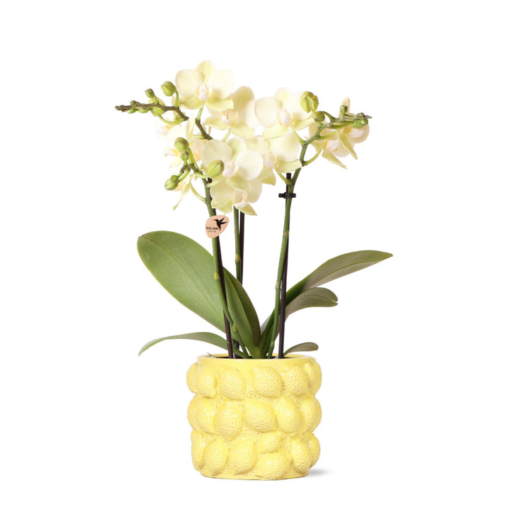 gelbe Phalaenopsis-Orchidee - Mexiko - Topfgröße Ø9cm | blühende Zimmerpflanze - frisch vom Züchter