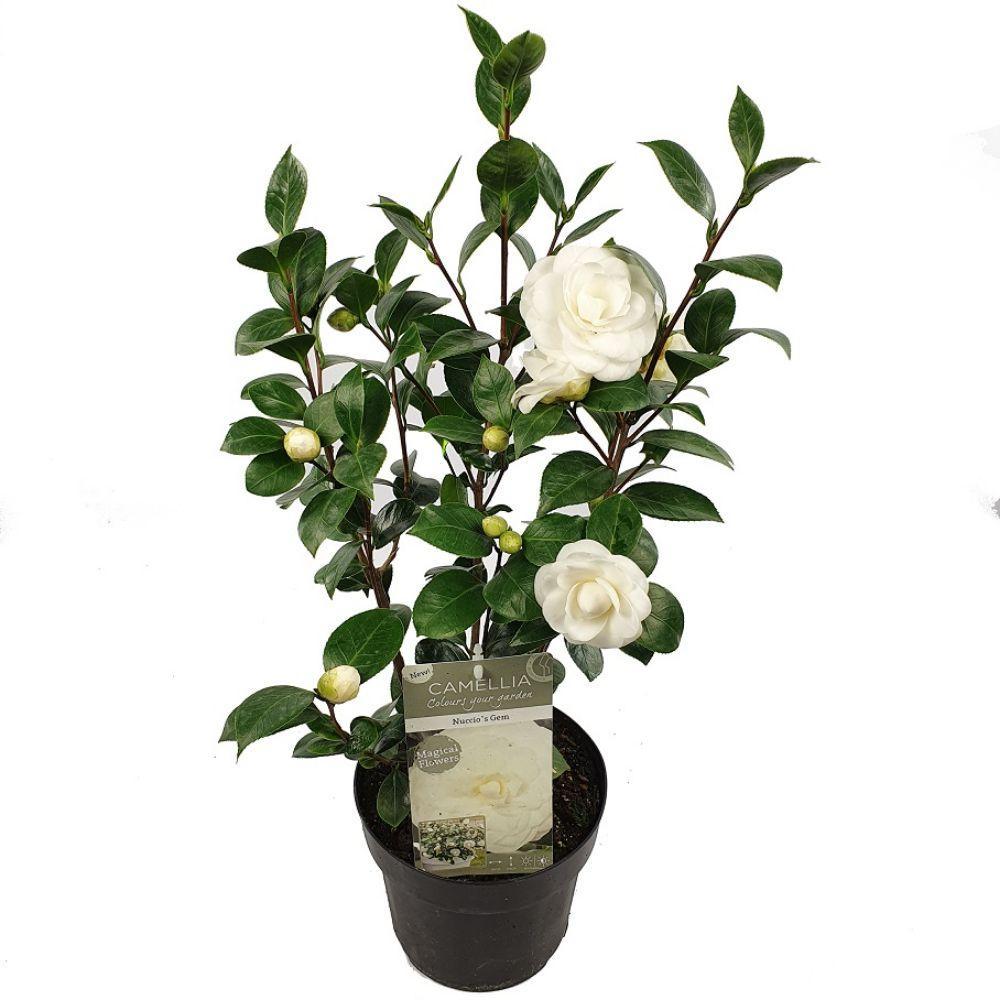 Camellia jap. 'Nuccio's Gem' - ↨65cm - Ø19cm