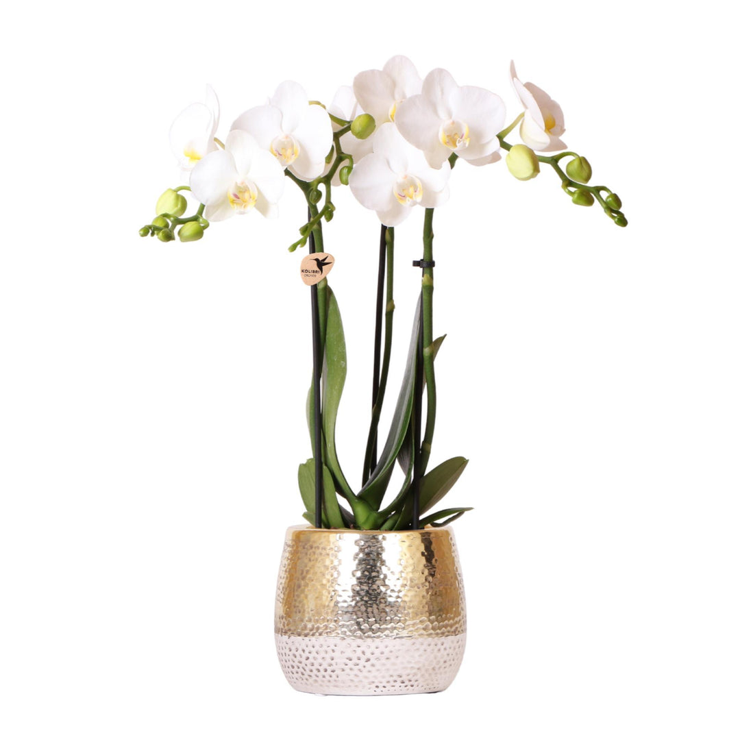 weiße Phalaenopsis Orchidee - Amabilis + Elite Topf Gold - Topfgröße Ø9cm - 40cm hoch | blühende Zimmerpflanze im Blumentopf - frisch vom Züchter