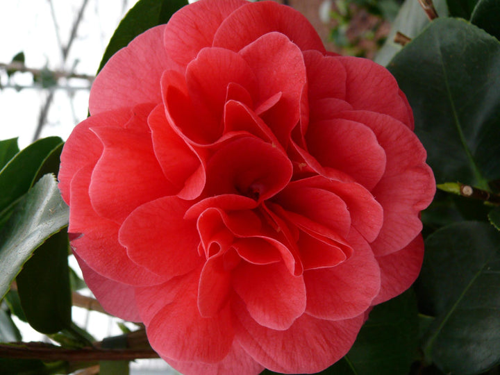 Camellia jap. 'Lady Campbell' - ↨90cm - Ø29cm