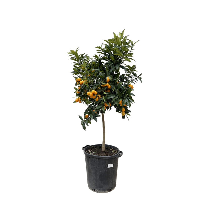 Citrus Kumquat - 150 cm - ø40