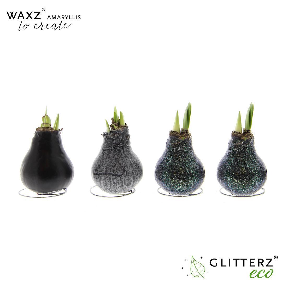 Amaryllis Waxz To Create Black - 4 Stücke - Ø7 cm - ↕15 cm