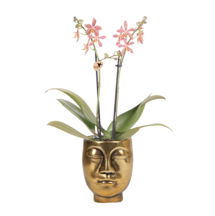 orange Phalaenopsis Orchidee - Spider in Face-2-Face gold - Topfgröße Ø9cm | blühende Zimmerpflanze - frisch vom Züchter