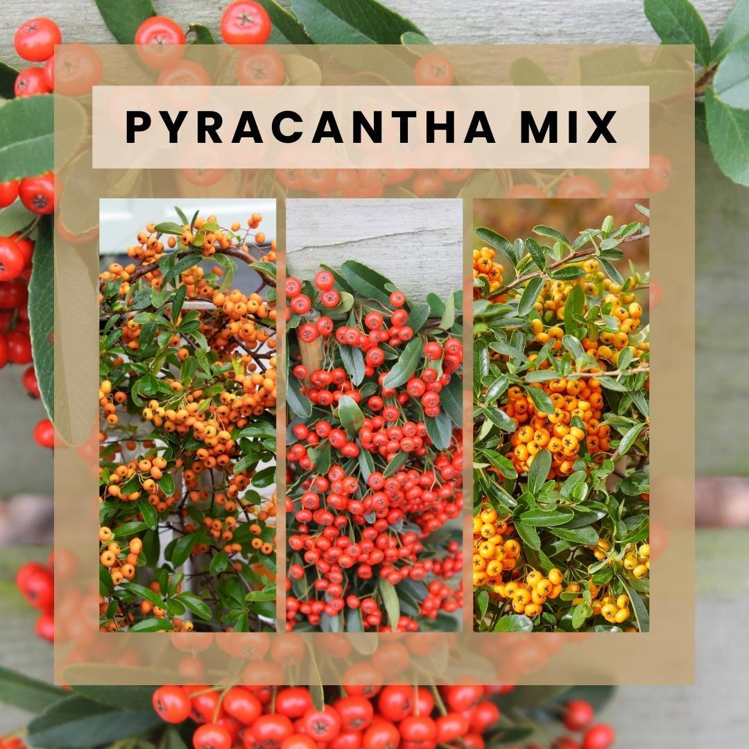 3 x Pyracantha coccinea mix | 12 cm Ø | 60 cm ↕