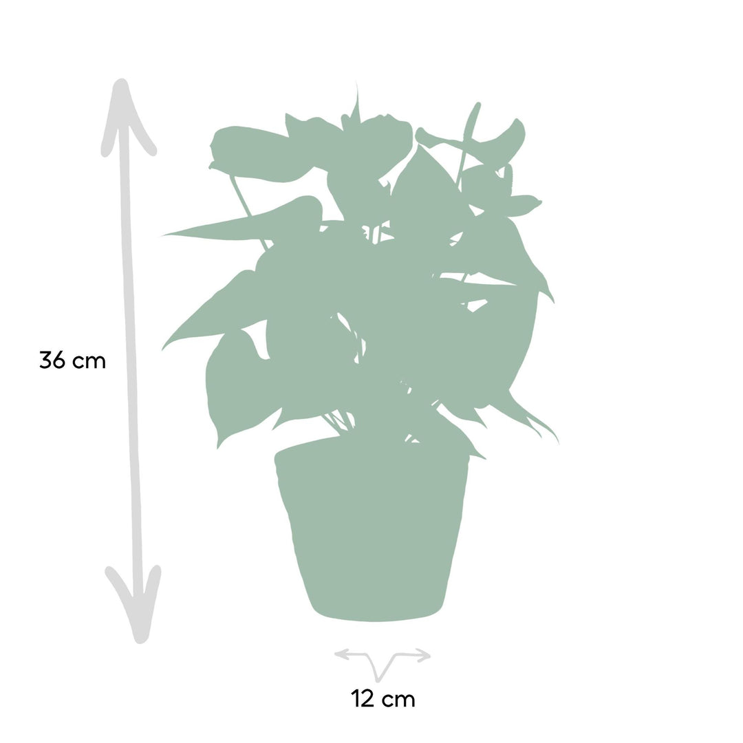 Anthurium andreanum Esudo incl. PURE mand - 45cm - Ø12