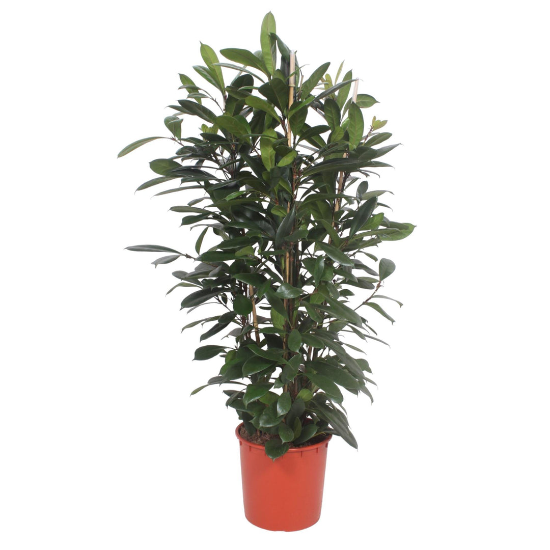 Ficus Cyathistipula struik - 180 cm - ø34