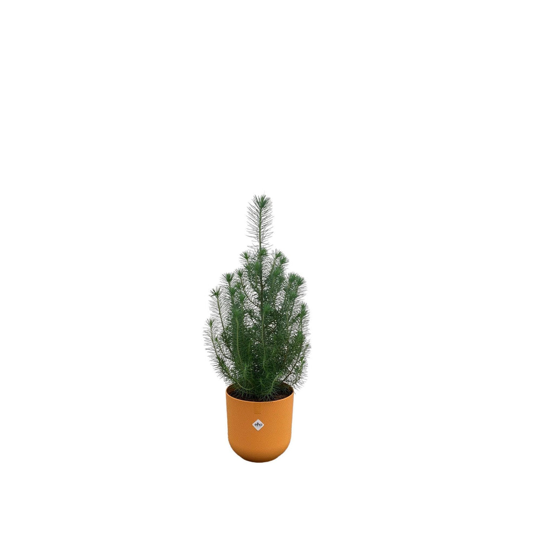 Combi deal - Pinus Pinea inclusief elho Jazz Round Amber Yellow Ø19 - 50 cm