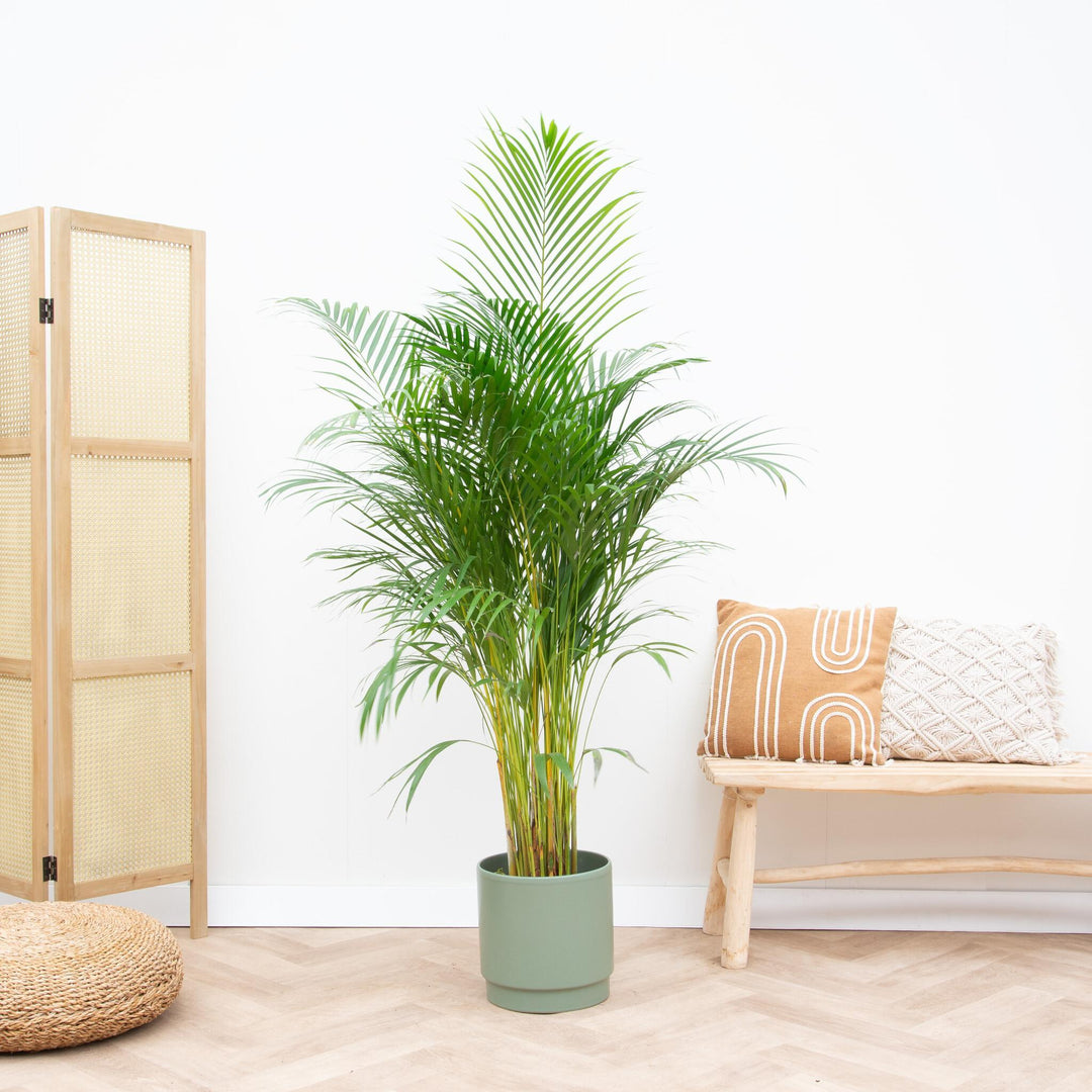 Combi deal - Areca Palm inclusief Sense pot Matt Olive - 160cm