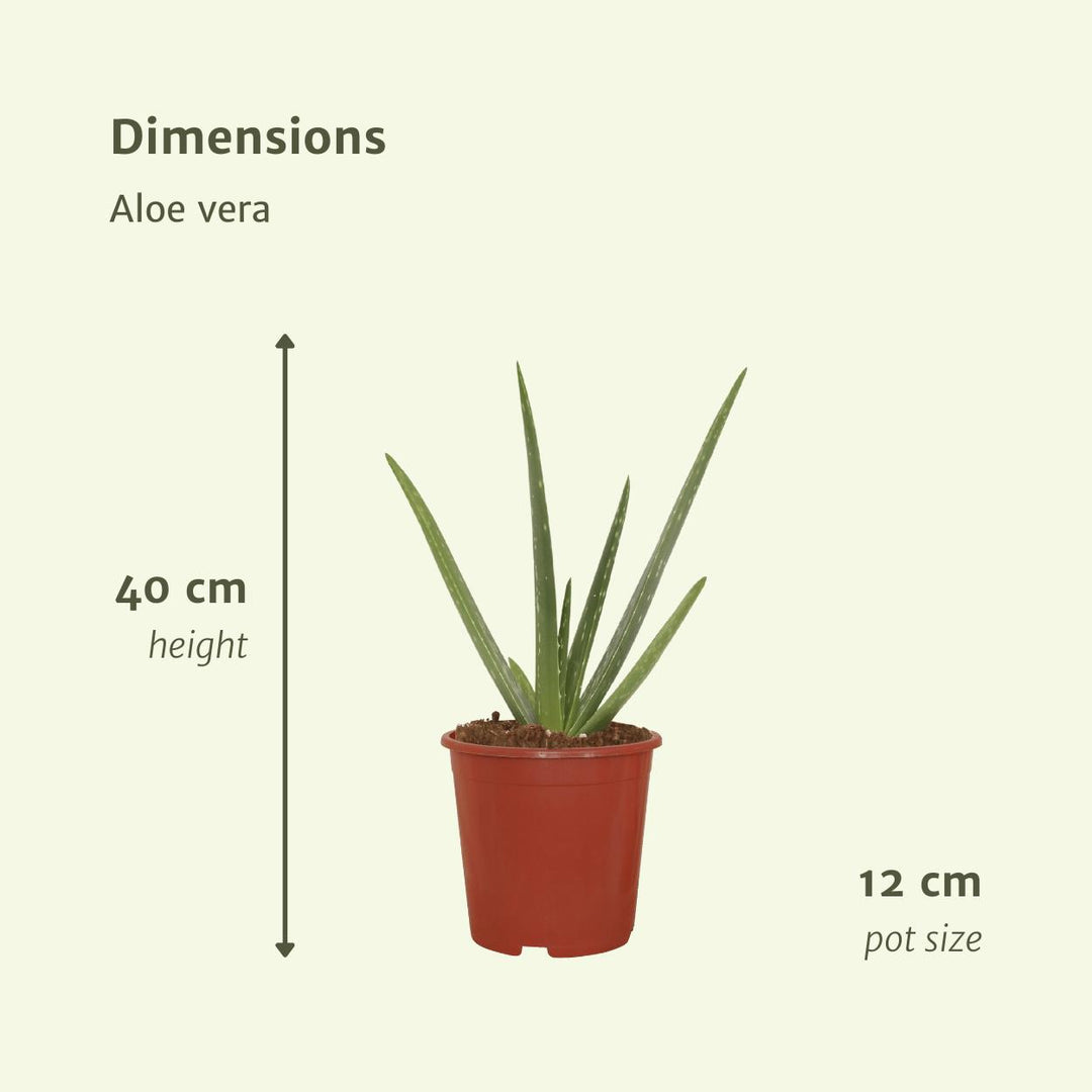 2x Aloe Vera - Sukkulente - 40cm - ø12