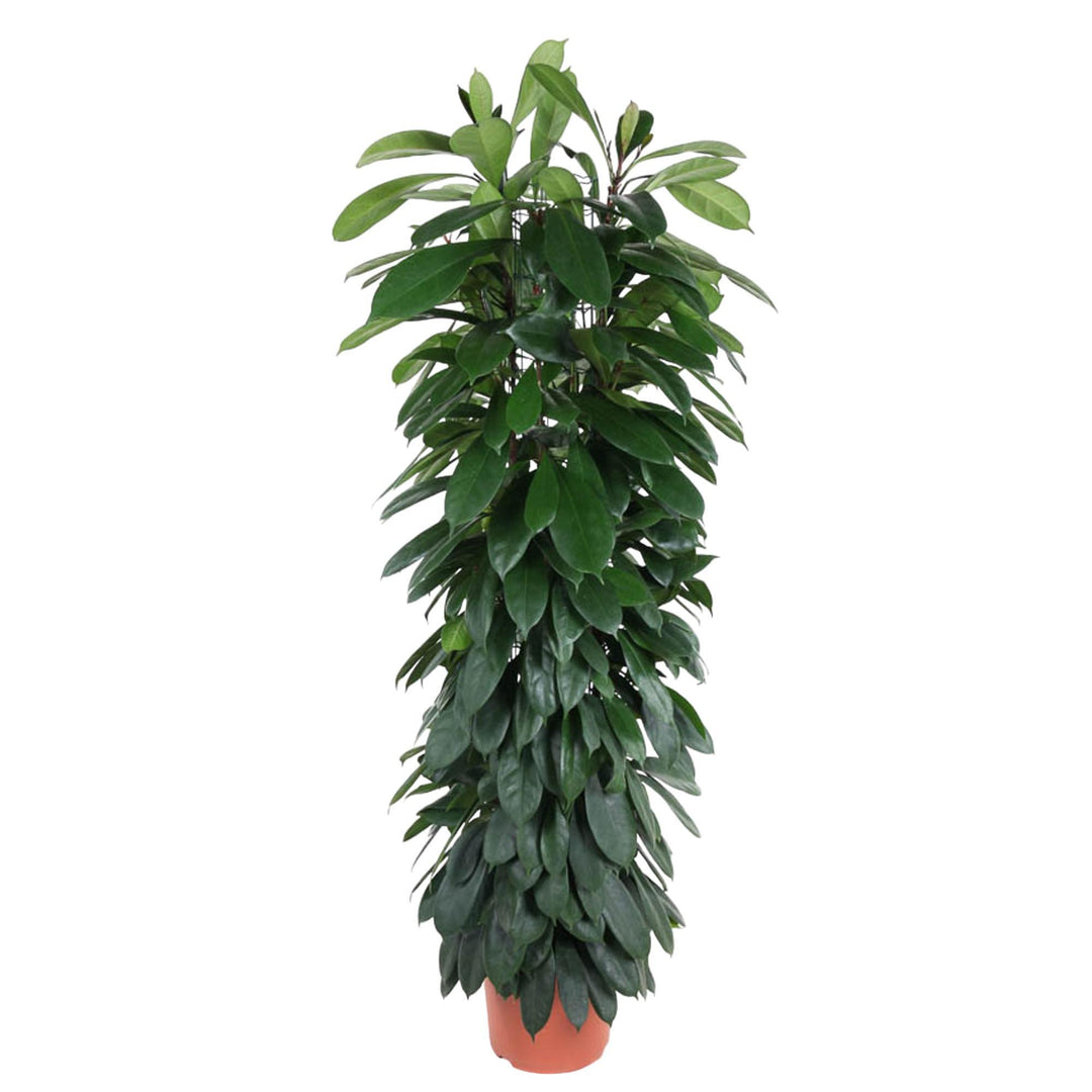 Ficus Cyatistipula zuil - 150 cm - ø29
