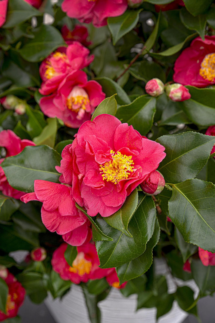 Camellia jap. 'Dr. King' - ↨90cm - Ø29cm