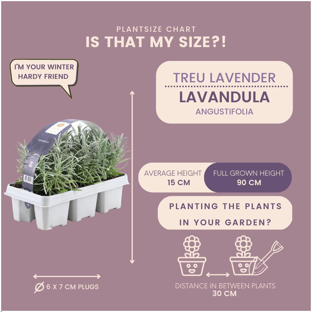 4 x 6er set Lavendel angustifolia - 24 x Ø7 cm - ↕15 cm - Lavendelpflanzen winterhart - Frisch aus der Gärtnerei geliefert