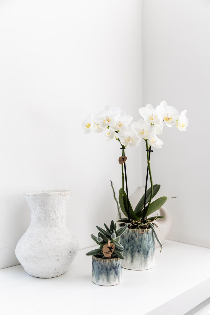 weiße Phalaenopsis Orchidee - Amabilis + Sky Topf - Topfgröße Ø9cm - 40cm hoch | blühende Zimmerpflanze im Blumentopf - frisch vom Züchter