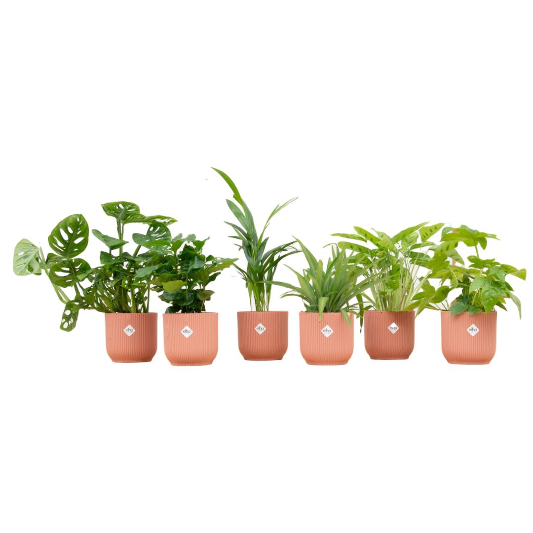 Verrassingsbox - 6 planten inclusief elho Vibes Fold Round Ø14 roze