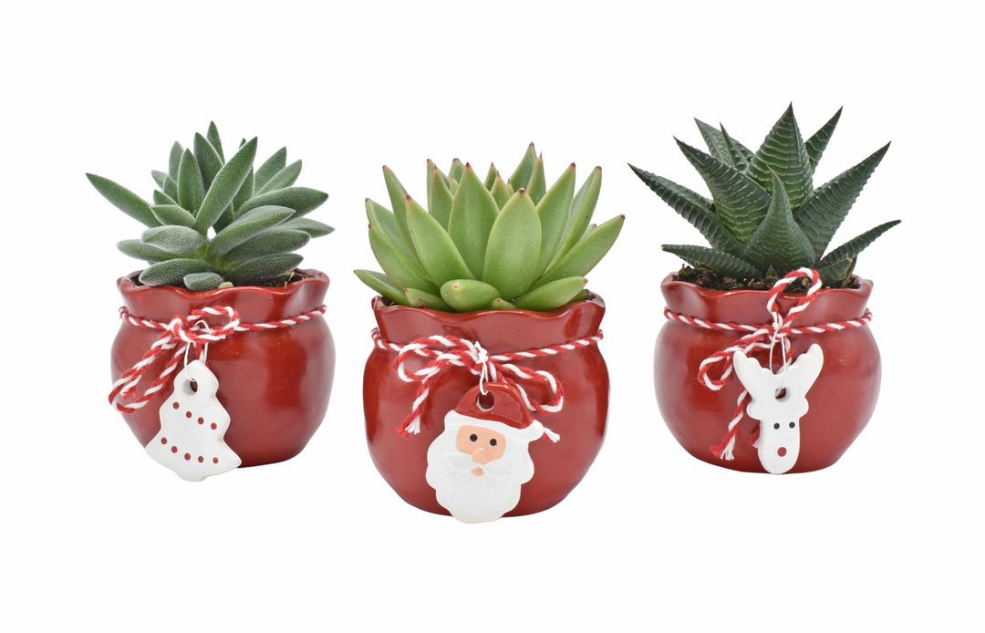Succulent in Santa's Crew Ceramics - 3 stuks - Ø6cm - ↕9cm
