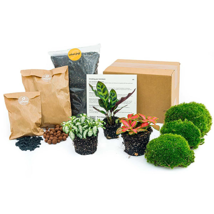 Planten terrarium pakket Calathea Lancifolia - Navulling & Startpakket- DIY