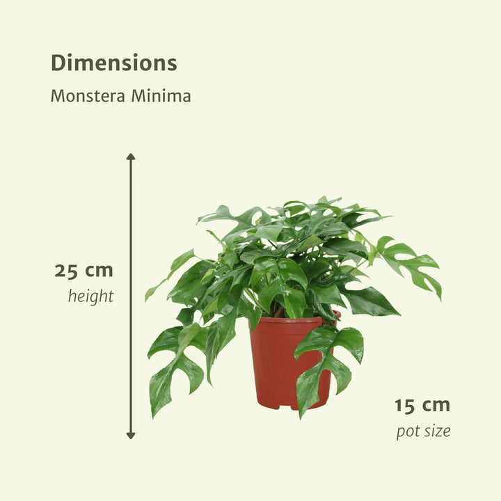 2x Monstera Minima - Lochpflanze - 30cm - ø15