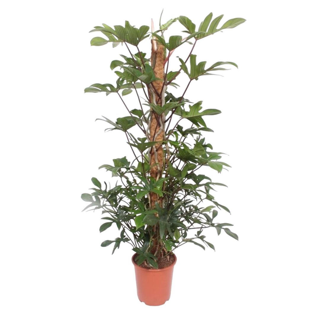Philodendron Pedatum mosstok - 160 cm - ø27