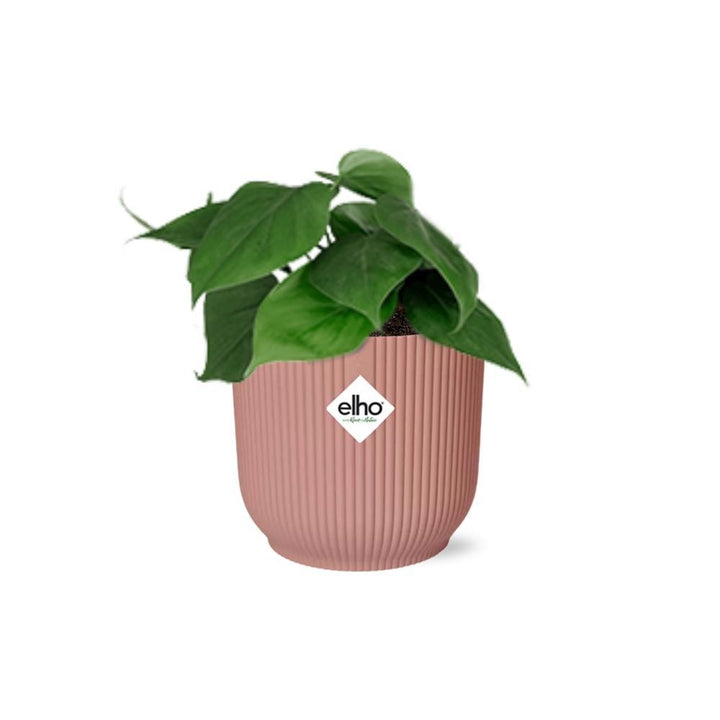 Philodendron Scandens in ELHO Vibes Fold 14cm roze