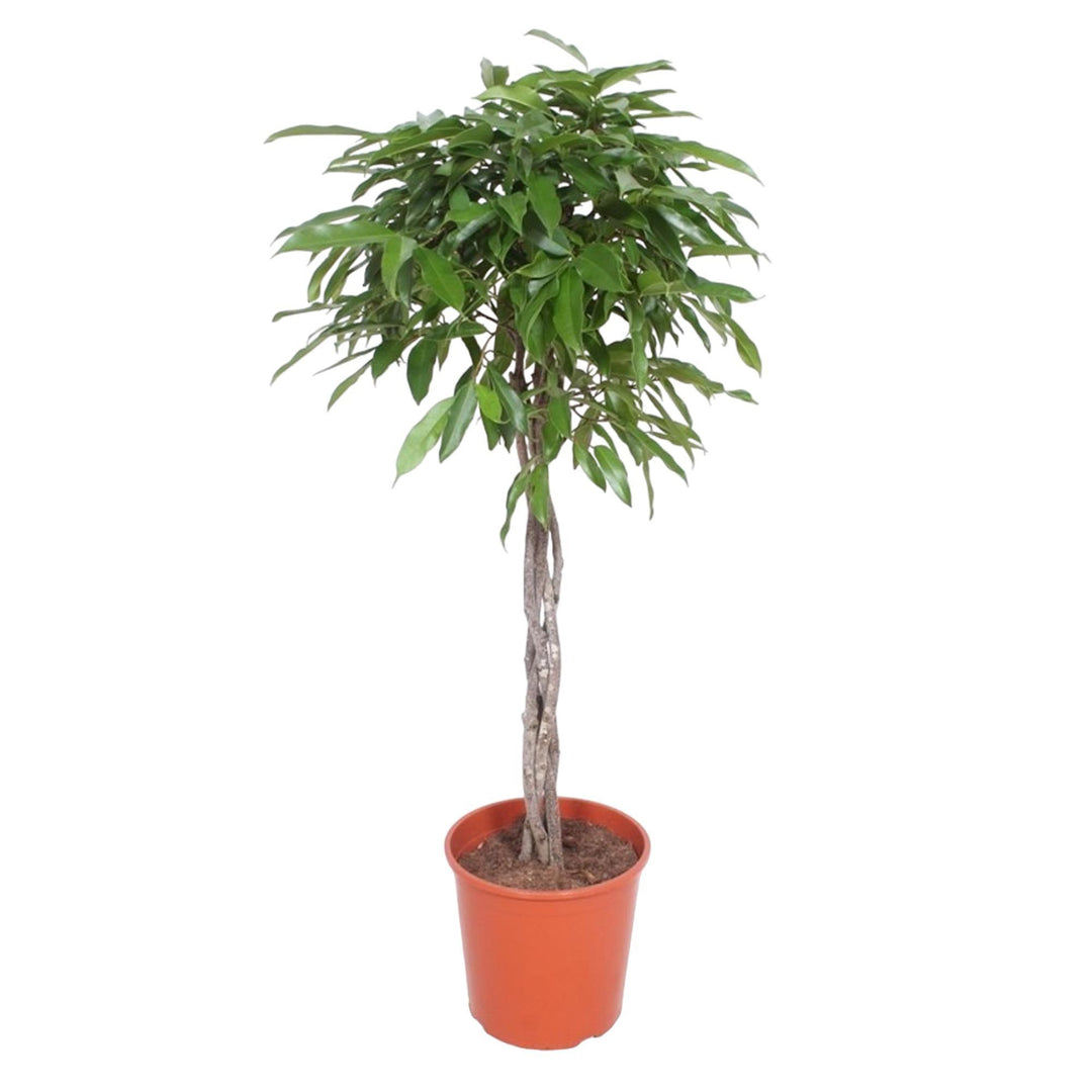 Ficus Amstel King gevlochten stam - 150 cm - ø30