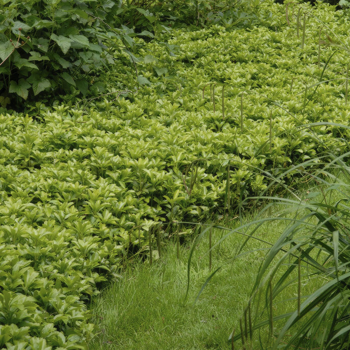 Pachysandra term. 'Green Carpet'