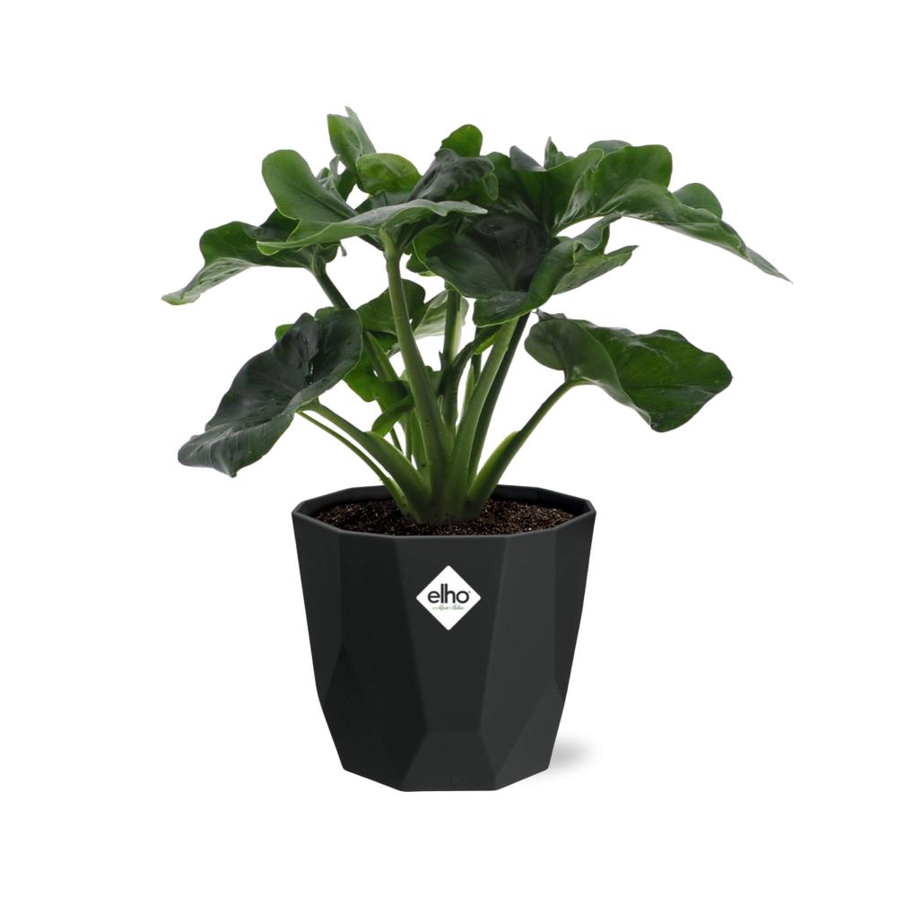 Philodendron Atom in 14cm b.for rock living black