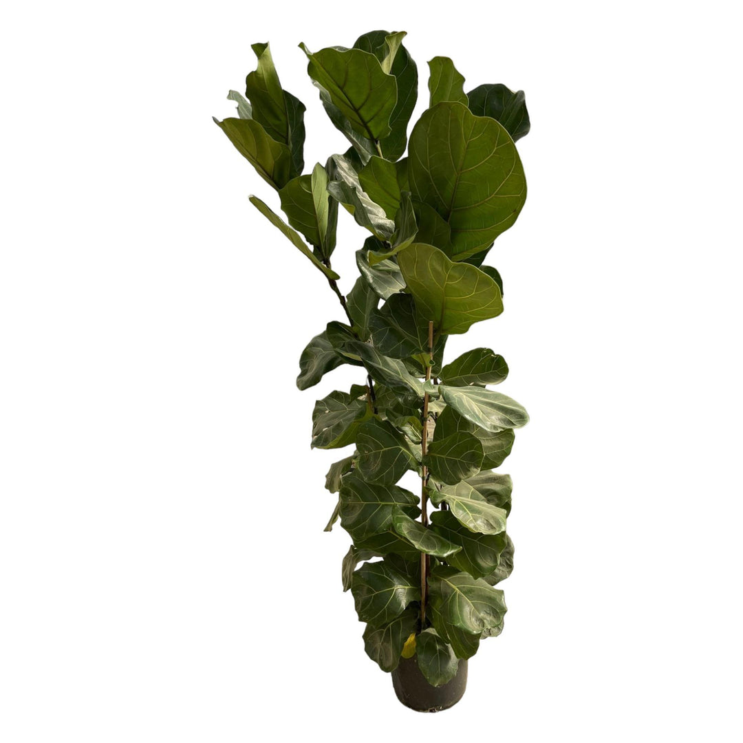 Ficus Lyrata struik - 180 cm - Ø30