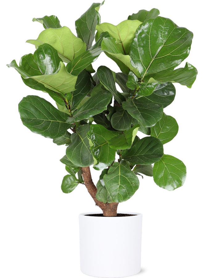 Ficus Lyrata (vertakt) Ø24cm ↕110cm in Era WIT pot