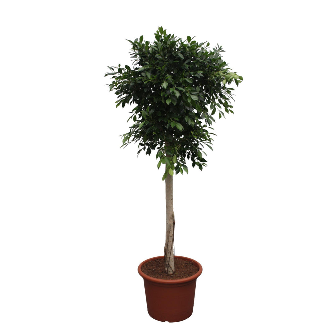 Ficus Nitida boom - 250 cm - ø55