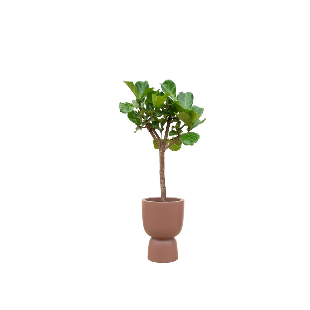 Combi deal - Ficus Lyrata boom inclusief elho Pure Coupe bruin Ø41 - 210 cm