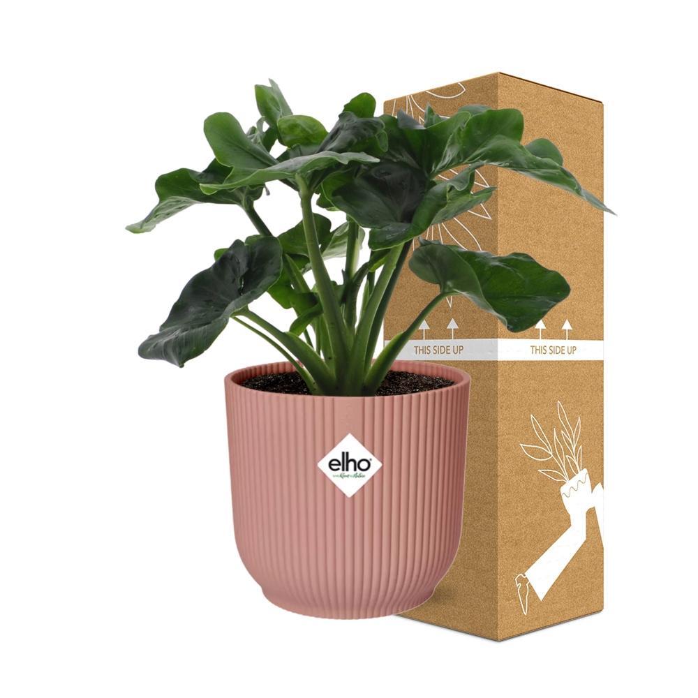 Philodendron Atom in ELHO Vibes Fold 14cm roze