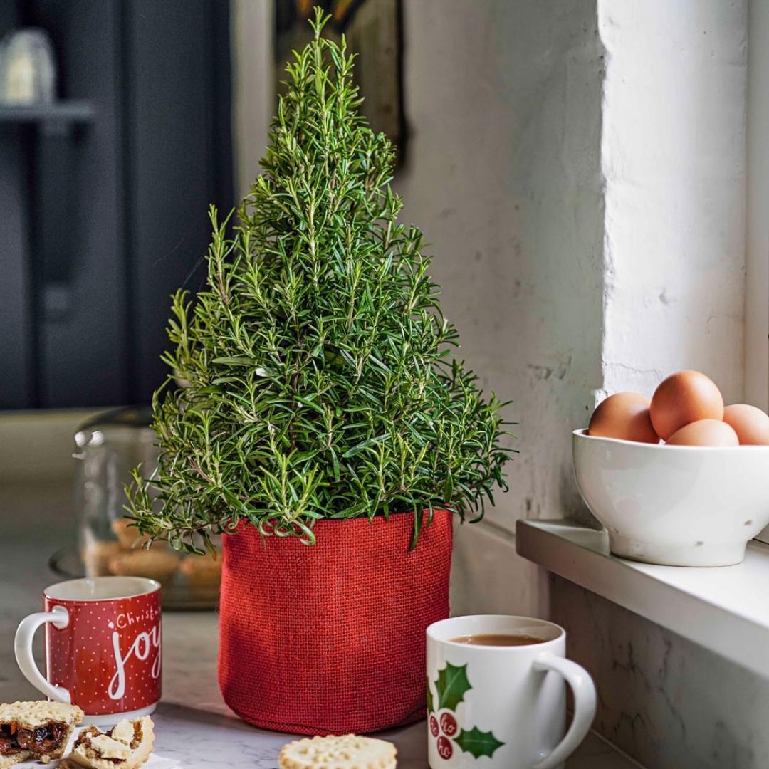 Set mit 2 duftenden Weihnachtsbäumen - Rosmarin & Lavendel - Ø15 cm ↨ 40-50 cm