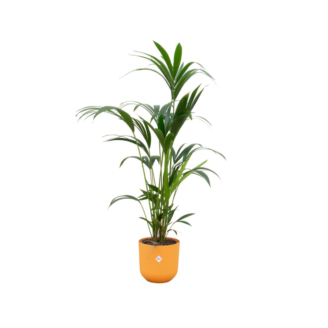 Combi deal - Kentia palm inclusief elho Jazz Round geel Ø26 - 160 cm